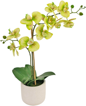 L'Orchidée Artificielle Real Touch 60 cm verte est une orchidée artificielle en pot avec des fleurs vert clair et jaunes, plusieurs bourgeons verts sur de longues tiges et de larges feuilles vert foncé dans un simple pot blanc.