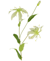 La fleur artificielle Gloriosa 81 cm blanche a une tige verte avec des feuilles longues et minces et deux fleurs vert clair ressemblant à des araignées avec des pétales étroits et enroulés, des étamines jaunes et un bourgeon fermé au sommet pour un attrait réaliste.