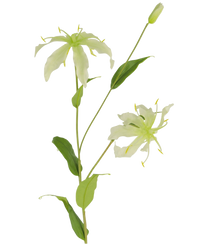 Fleur artificielle Gloriosa 81 cm blanc