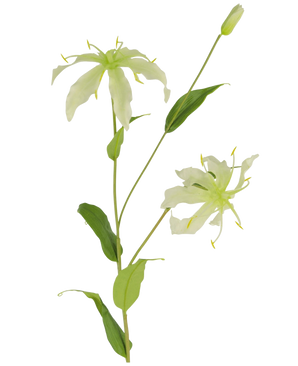 La fleur artificielle Gloriosa 81 cm blanche a une tige verte avec des feuilles longues et minces et deux fleurs vert clair ressemblant à des araignées avec des pétales étroits et enroulés, des étamines jaunes et un bourgeon fermé au sommet pour un attrait réaliste.