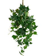 De Kunst klimop reuzenbladeren 100cm hebben weelderige groene klimopbladeren met puntige randen en slingerende ranken, prachtig weergegeven tegen een effen witte achtergrond.