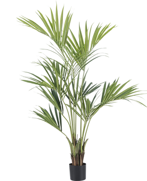 La Plante Artificielle Kentia Palm 150 cm est un grand palmier en pot avec de longues feuilles vertes fines et de multiples troncs, sur un fond uni blanc.