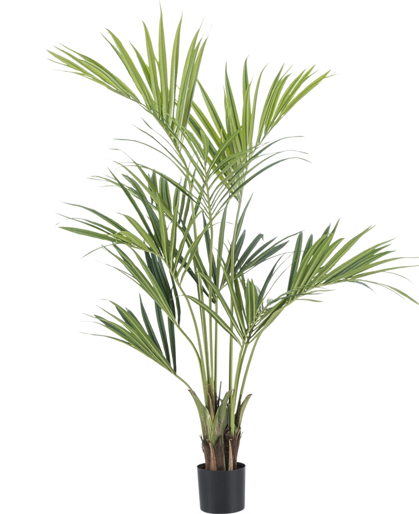 La Plante Artificielle Kentia Palm 150 cm est un grand palmier en pot avec de longues feuilles vertes fines et de multiples troncs, sur un fond uni blanc.