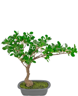 La plante artificielle Bonsai Ficus 40 cm a un tronc élancé et courbé avec des feuilles vertes denses dans un pot rectangulaire peu profond recouvert de mousse, sur un fond blanc.
