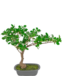 Plante artificielle Bonsai Ficus 40 cm