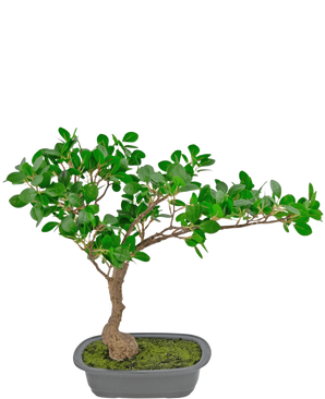 La plante artificielle Bonsai Ficus 40 cm a un tronc élancé et courbé avec des feuilles vertes denses dans un pot rectangulaire peu profond recouvert de mousse, sur un fond blanc.