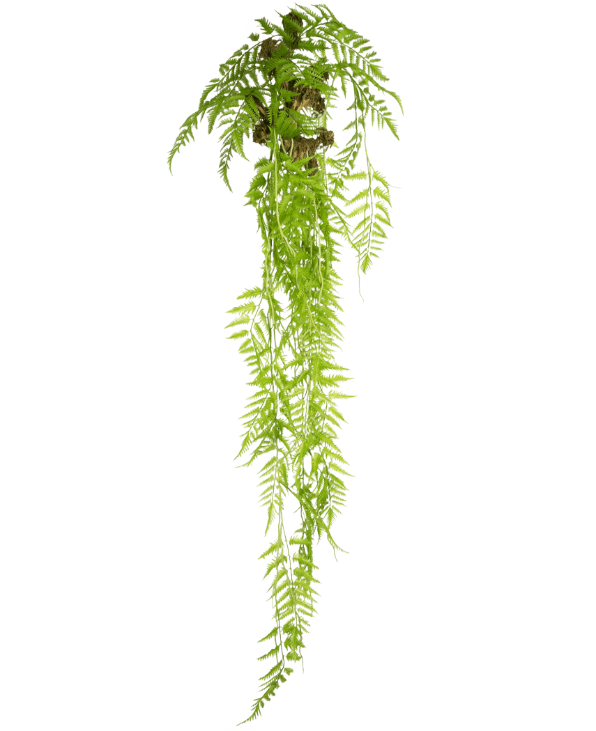 La plante artificielle suspendue Fougère Deluxe 150 cm possède de longues feuilles vertes qui tombent sur un fond uni blanc.
