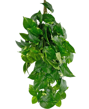 La plante artificielle suspendue Golden Vine Deluxe 80 cm a des feuilles vertes vibrantes en forme de cœur qui tombent pour former une image luxuriante sur un fond blanc uni.
