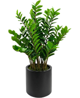 La plante artificielle Zamioculcas prête à l'emploi en pot noir de 120 cm a des feuilles vertes brillantes et se présente dans un pot noir simple et rond sur fond blanc.