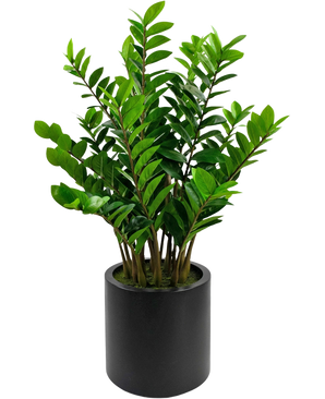 La plante artificielle Zamioculcas prête à l'emploi en pot noir de 120 cm a des feuilles vertes brillantes et se présente dans un pot noir simple et rond sur fond blanc.