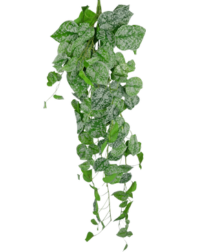 La Plante Artificielle Suspendue Scindapsus 90 cm est une plante grimpante suspendue dont les feuilles vertes en forme de cœur sont décorées de mouchetures blanc argenté, qui retombent sur un fond uni blanc.