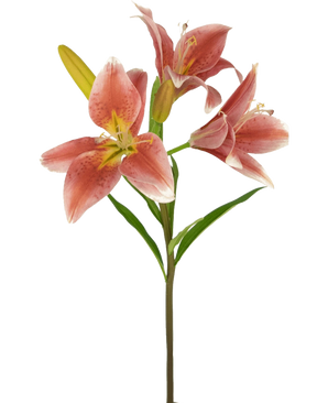 Sur une tige de la fleur artificielle Lys asiatique 66 cm vieux rose se trouvent plusieurs lys roses en fleurs avec des feuilles vertes sur un fond blanc uni.
