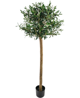 L'olivier artificiel UV 150 cm de Easyplants a un tronc élancé, des feuilles bien vertes et se dresse dans un pot noir sur un fond blanc. Cette plante artificielle résistante aux UV est parfaite pour n’importe quel espace.
