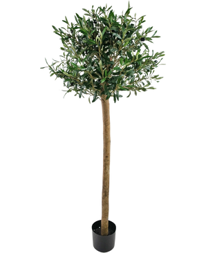 L'olivier artificiel UV 150 cm de Easyplants a un tronc élancé, des feuilles bien vertes et se dresse dans un pot noir sur un fond blanc. Cette plante artificielle résistante aux UV est parfaite pour n’importe quel espace.