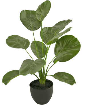 De Kunst Calathea 58 cm groen heeft grote, glanzende, hartvormige groene bladeren op lange stelen en wordt geleverd in een eenvoudige ronde zwarte pot tegen een witte achtergrond.