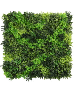 La haie artificielle Fairyland Moss 100x100 cm UV est un panneau carré avec une mousse verte dense et vibrante dans différentes nuances, offrant un aspect texturé et naturel parfait sur un fond blanc.