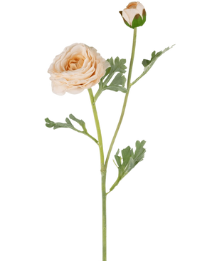 La renoncule artificielle Real Touch Crème 60 cm a une seule tige de renoncule de couleur pêche avec des pétales superposés, un bourgeon fermé plus petit et des feuilles lobées vertes, le tout magnifiquement détaillé et isolé sur un fond blanc.