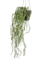 La plante artificielle suspendue Pumila 81 cm en pot présente de longues vrilles vertes sinueuses avec de petites feuilles rondes dans un pot suspendu noir, accrochées à des cordes beiges sur un fond blanc uni.