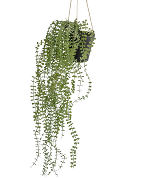 La plante artificielle suspendue Pumila 81 cm en pot présente de longues vrilles vertes sinueuses avec de petites feuilles rondes dans un pot suspendu noir, accrochées à des cordes beiges sur un fond blanc uni.