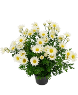 Plante artificielle Marguerite 31 cm