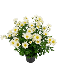 Plante marguerite artificiel 31 cm Blanche UV