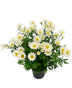 Plante artificielle Marguerite 31 cm