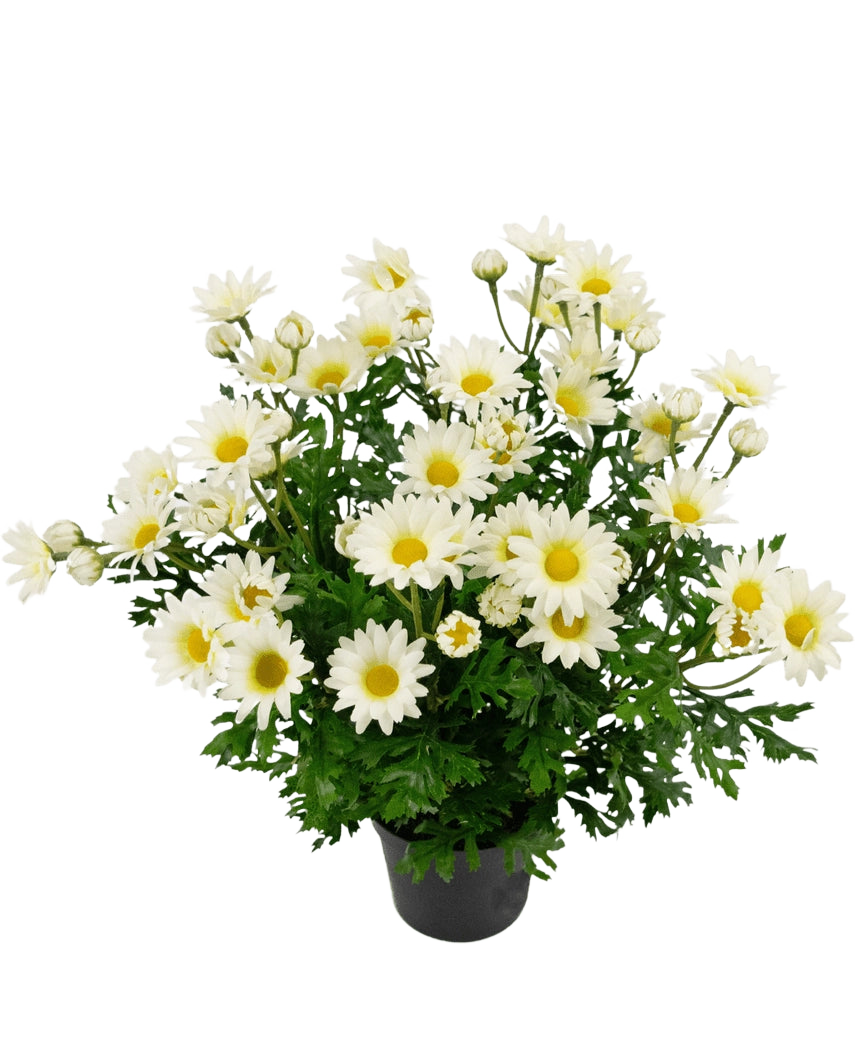 Plante artificielle Marguerite 31 cm