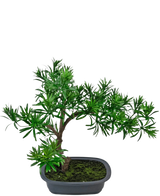 La plante artificielle Bonsai Podocarpus 40 cm présente un feuillage vert dense dans un pot gris rectangulaire peu profond avec de la mousse, parfait pour ajouter un style naturel à n'importe quel espace.