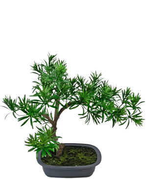 La plante artificielle Bonsai Podocarpus 40 cm présente un feuillage vert dense dans un pot gris rectangulaire peu profond avec de la mousse, parfait pour ajouter un style naturel à n'importe quel espace.