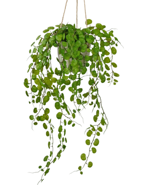 La plante succulente suspendue artificielle dans un pot en ciment de 43 cm a de longues feuilles vertes pendantes de formes rondes et est suspendue avec une corde sur un fond blanc.