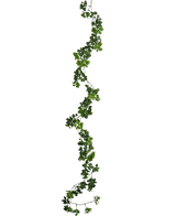 La plante grimpante artificielle Gardenia 157 cm possède une seule et longue vigne verte avec de petites feuilles qui pendent verticalement sur un fond blanc uni.