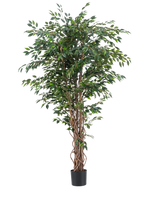 La plante artificielle Ficus Liana 180 cm présente des troncs bruns élancés et torsadés et de nombreuses feuilles vertes dans un pot noir, sur un fond blanc uni. Idéale pour ajouter une verdure luxuriante et élégante à votre intérieur avec cette plante artificielle réaliste.