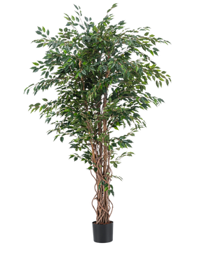 La plante artificielle Ficus Liana 180 cm présente des troncs bruns élancés et torsadés et de nombreuses feuilles vertes dans un pot noir, sur un fond blanc uni. Idéale pour ajouter une verdure luxuriante et élégante à votre intérieur avec cette plante artificielle réaliste.