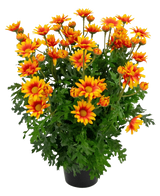 La plante artificielle Daisy UV 31 cm présente des fleurs orange et jaune vif ressemblant à des marguerites avec des feuilles vertes luxuriantes et profondément lobées, le tout dans un arrangement en pot isolé sur un fond blanc.
