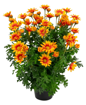 La plante artificielle Daisy UV 31 cm présente des fleurs orange et jaune vif ressemblant à des marguerites avec des feuilles vertes luxuriantes et profondément lobées, le tout dans un arrangement en pot isolé sur un fond blanc.
