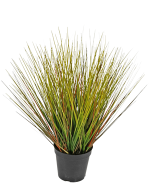 Le gazon artificiel oignon 50 cm ignifuge a des feuilles hautes et fines, semblables à de l'herbe, vertes et jaunâtres avec des reflets brun rougeâtre, rapprochées et s'éventant vers l'extérieur dans un pot en plastique noir.
