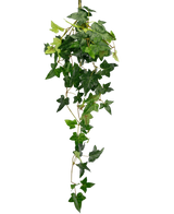 De Kunst hangplant Klimop Boston 70 cm groen heeft weelderige, groene, stervormige klimopbladeren die naar beneden vallen tegen een effen witte achtergrond.