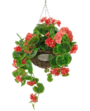 De Kunstbegonia roze in mand UV 70cm is een hangende rieten mand met weelderige groene bladeren en levendige koraalroze begonia bloemen, opgehangen aan een zilveren ketting tegen een witte achtergrond.