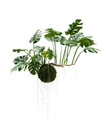 La plante artificielle suspendue Monstera Deluxe 80 cm, avec ses feuilles vertes luxuriantes et ses longues racines visibles, s'accroche sur un fond blanc et donne immédiatement un look tropical à votre intérieur.