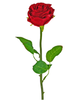 La Rose Artificielle Classique 54 cm rouge est une rose artificielle simple rouge avec une tige et des feuilles vertes, sur un fond blanc uni.