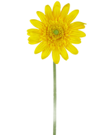La Fleur Artificielle Gerbera 53 cm jaune est une marguerite artificielle jaune unique avec un cœur vert et une longue tige verte, sur un fond blanc uni.