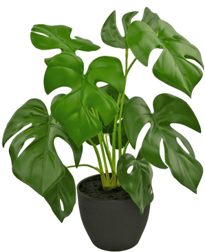De Kunst Monstera 40 cm in sierpot zwart is een kunstmatige Monstera met grote, glanzend groene bladeren met natuurlijke gaten en scheuren, in een eenvoudige zwarte sierpot gevuld met donkere aarde.