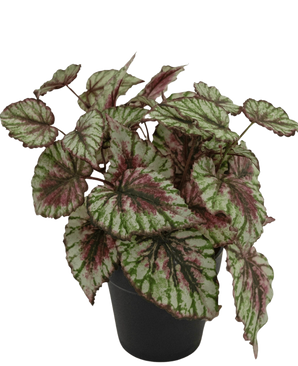 La plante Bégonia artificielle en pot de 25 cm possède de grandes feuilles structurées de couleur verte, blanche et rose. Présenté dans un petit pot noir sur fond blanc uni.