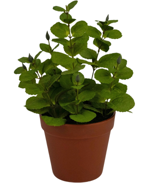 La Plante Artificielle Menthe 30 cm est une petite plante artificielle aux feuilles rondes vertes dans un pot en plastique marron, sur un fond uni blanc.