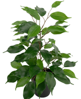 La plante artificielle Ficus en pot de 40 cm présente de nombreuses feuilles vertes et de fines tiges brunes sur un fond uni blanc.