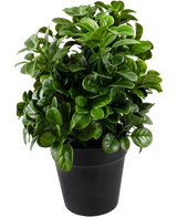 Le Pétunia Artificiel de 24 cm a des feuilles denses, rondes et vertes brillantes sur des tiges courtes, disposées dans un simple pot noir et sur un fond blanc uni.