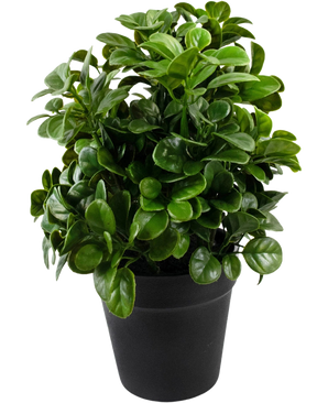 Le Pétunia Artificiel de 24 cm a des feuilles denses, rondes et vertes brillantes sur des tiges courtes, disposées dans un simple pot noir et sur un fond blanc uni.