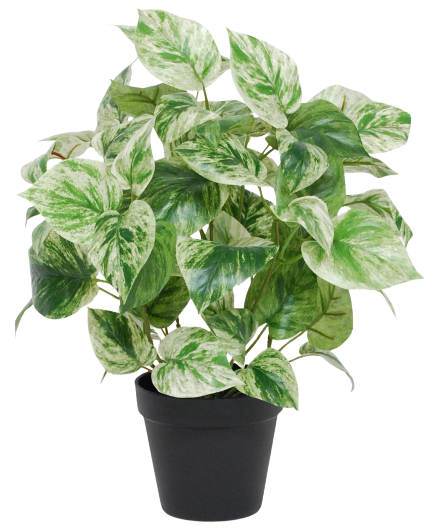 La Vigne dorée artificielle vert-blanc en pot UV 35 cm présente des feuilles panachées vertes et blanches en forme de coeur dans un simple pot noir, isolées sur un fond blanc.