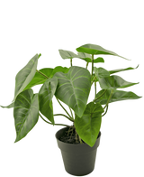 La Plante Artificielle Cygne 27 cm est une plante en pot avec de grandes feuilles vertes en forme de cœur avec des nervures claires proéminentes, dans un simple pot noir sur un fond blanc uni.