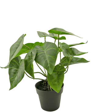La Plante Artificielle Cygne 27 cm est une plante en pot avec de grandes feuilles vertes en forme de cœur avec des nervures claires proéminentes, dans un simple pot noir sur un fond blanc uni.